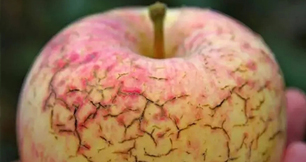 作物缺钙不要慌，丝瓜APP官网下载安装IOS生物来帮忙